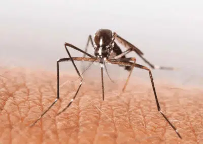 mosquito
