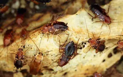 Minimize the Risk of Having Red Roaches