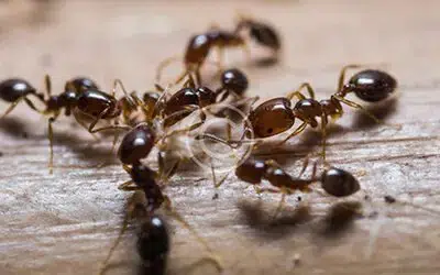 How to Keep Ants & Roaches Away Naturally