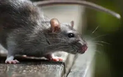 Rodents and the Health Risk They Pose