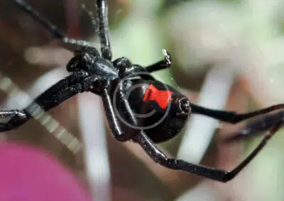 Spiders
