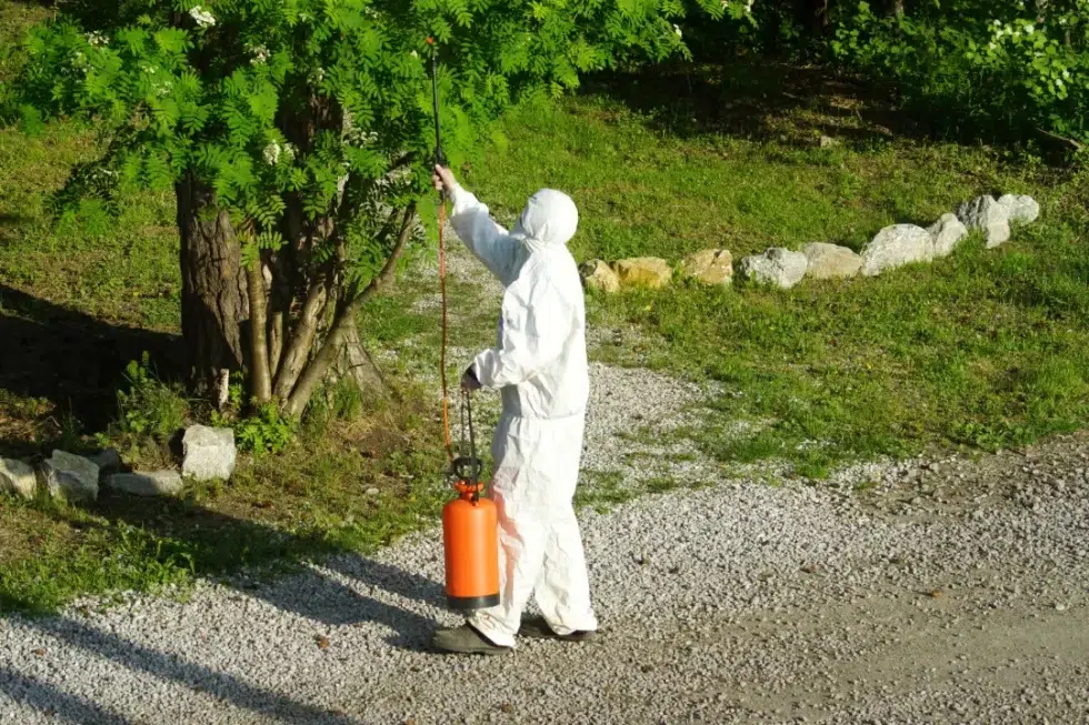 termite inspection gold coast