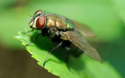 Top 5 Methods to Avoid the Summer Flies