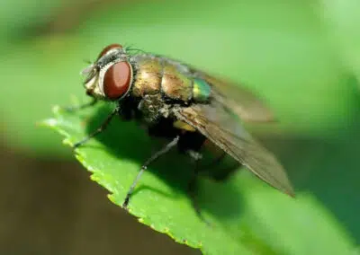 Flies