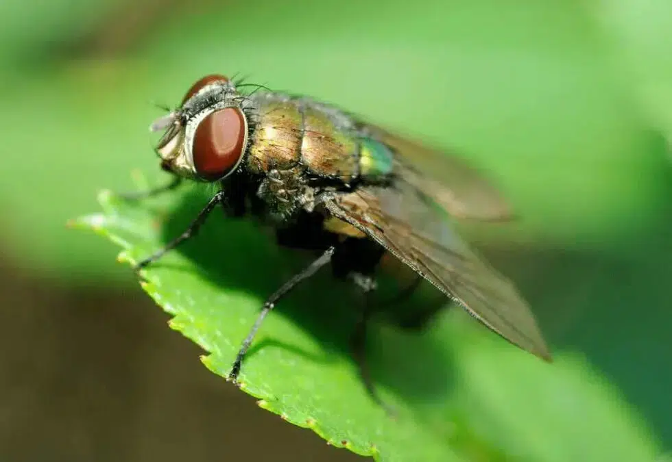 Top 5 Methods to Avoid the Summer Flies