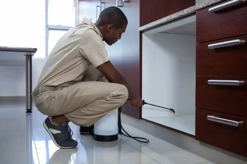 Pest Control Hope Island