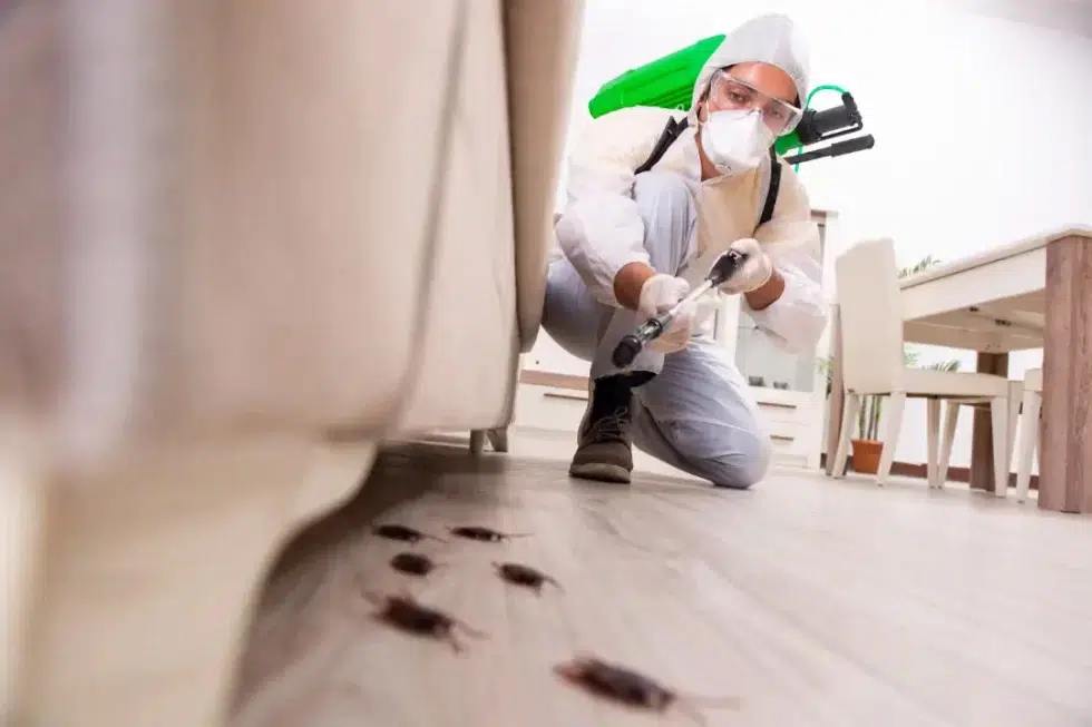 Pest Control Coomera