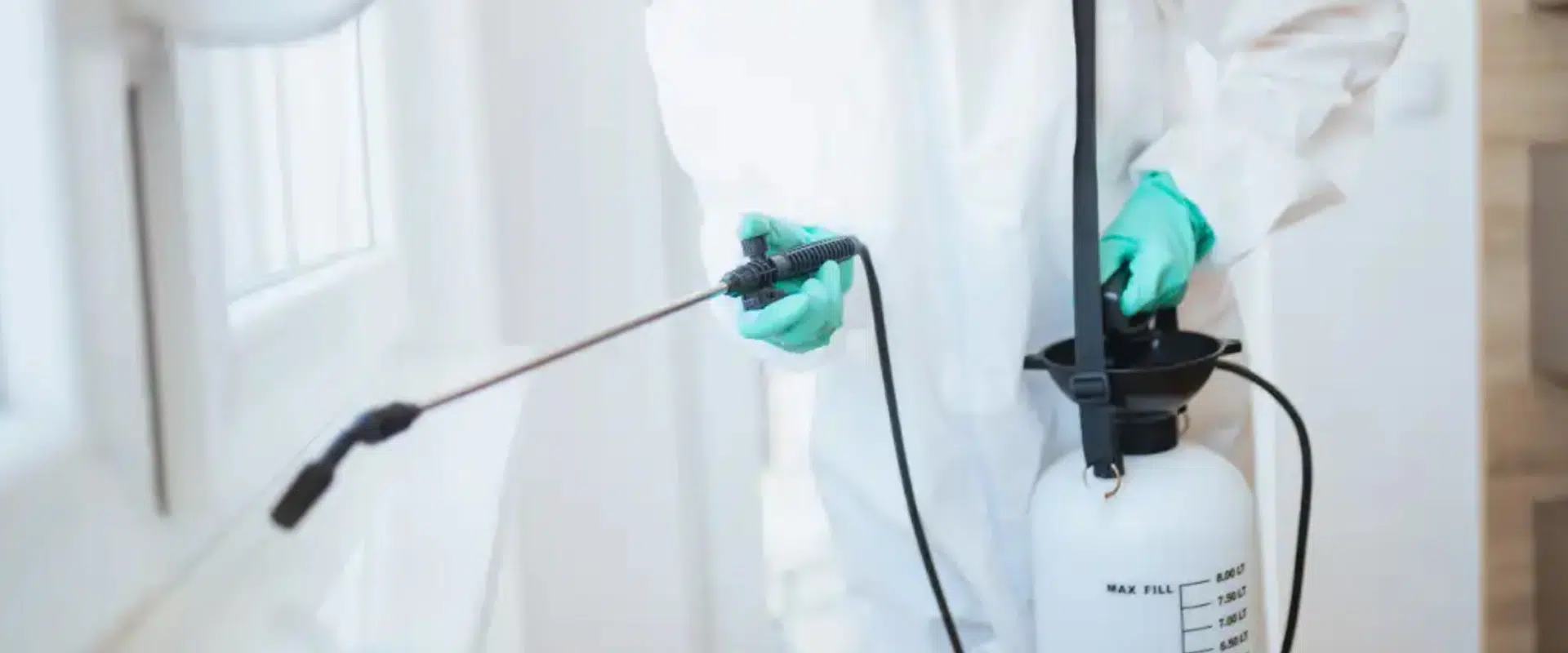 pest control in gold coast
