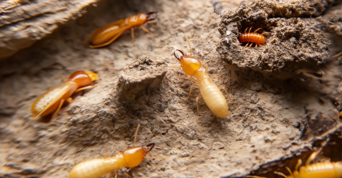 Signs of Termite Infestation