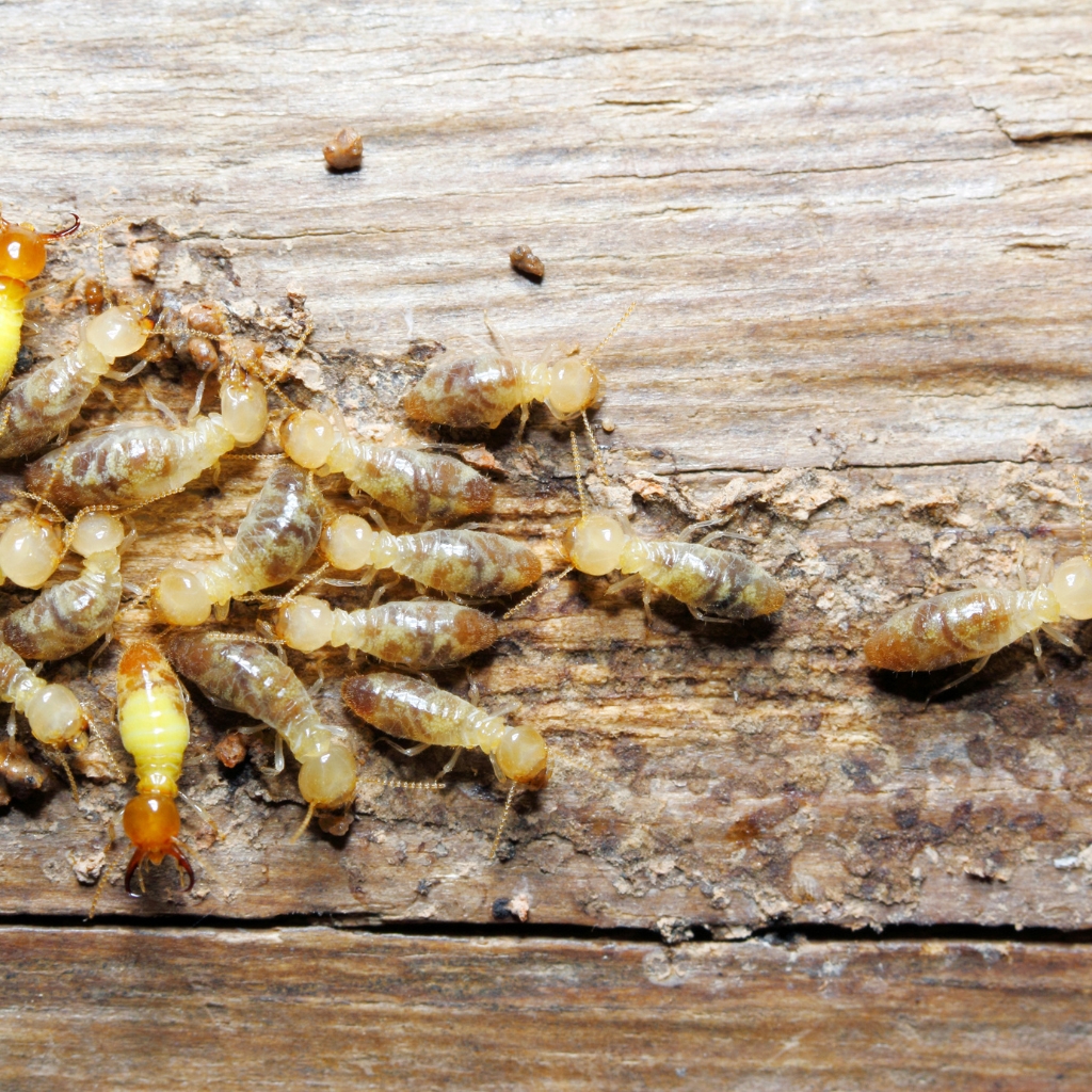 differences between white ants and termites1