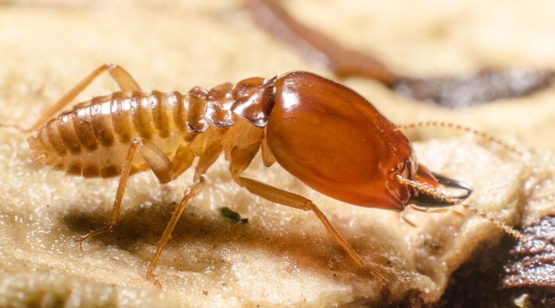 Differences Between White Ants And Termites