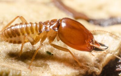 Differences Between White Ants And Termites