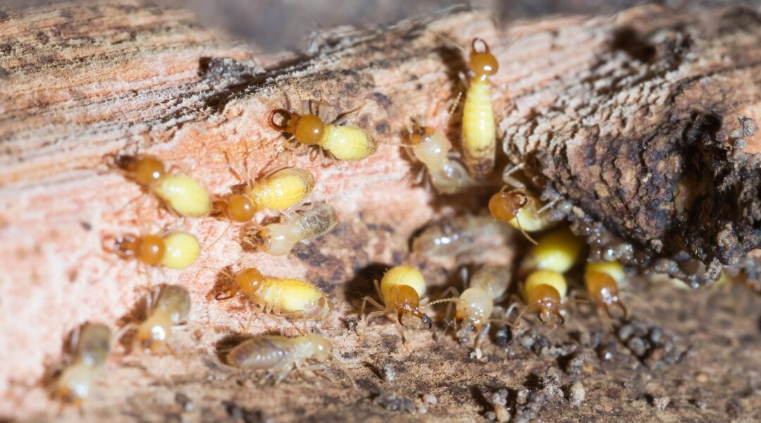 How to Treat Termites in House?