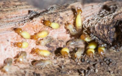 How to Treat Termites in House?