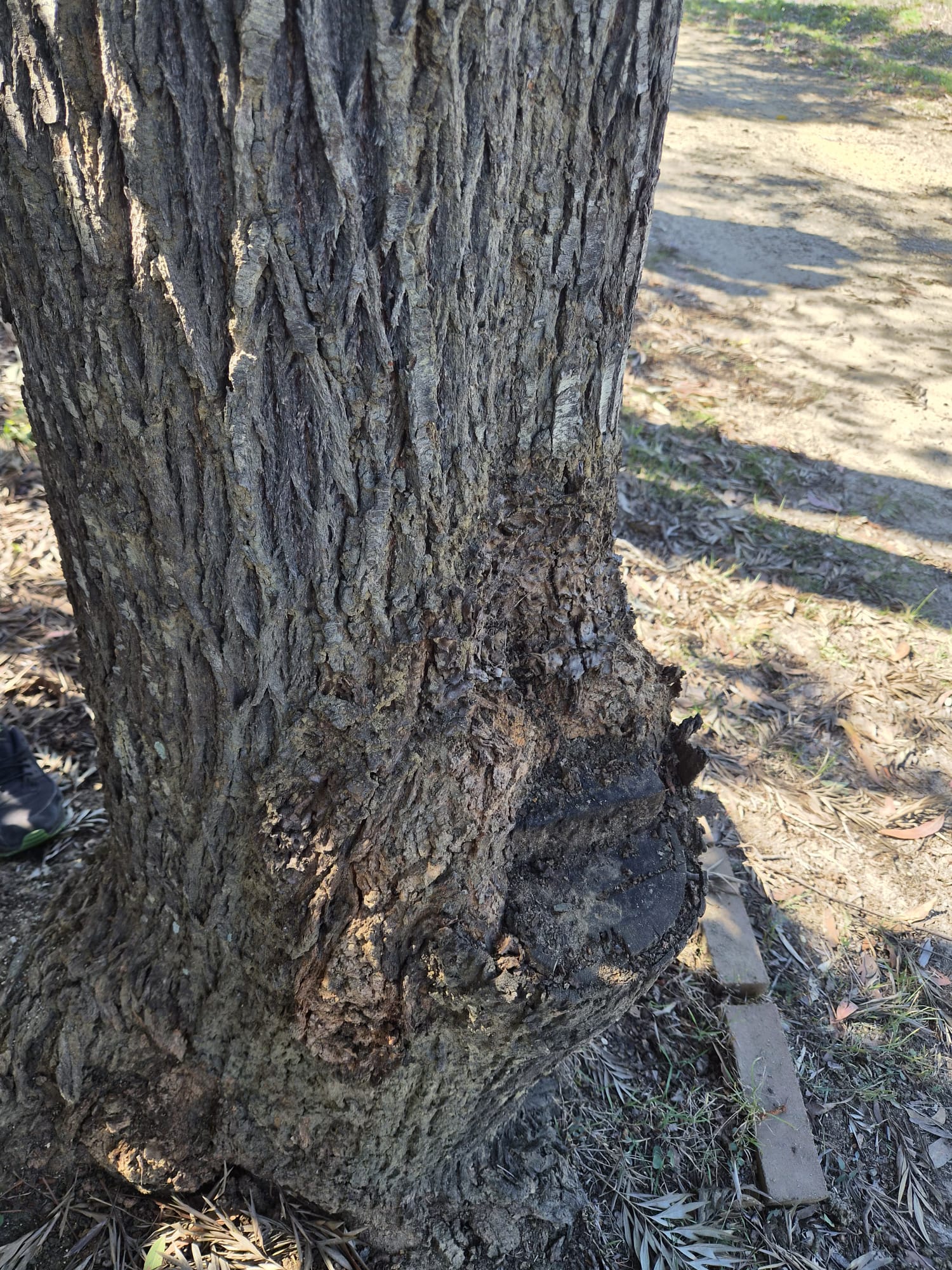 Termite Damage in Tree 